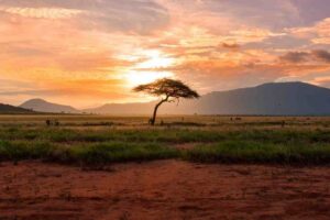 12 Days Luxury Uganda – Rwanda – Tanzania Safari