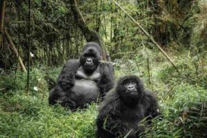 Bwindi Impenetrable National Park