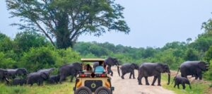 3 Days Queen Elizabeth National Park Wildlife Safari​