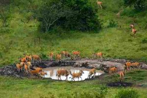 Lake Mburo National Park