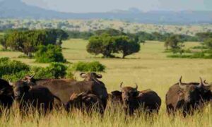 Queen Elizabeth National Park